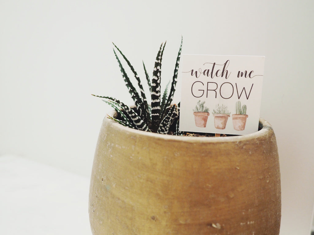 Succulent - Watch Me Grow Favor Tags  - Creativien